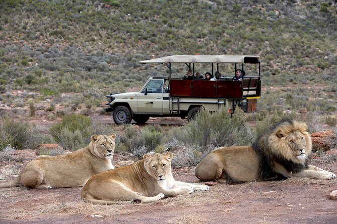 Full Day Big 5 Aquila Safari Private Transfers Including Park Fee From Cape Town - Final Thoughts