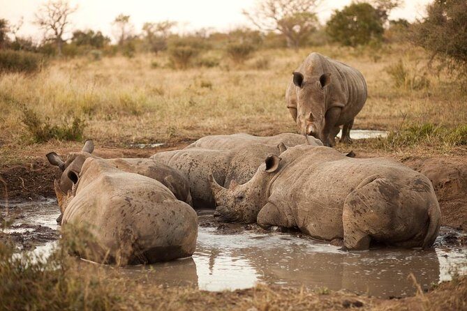 Full Day Big 5 Game Safari in Kruger National Park from Hazyview - Key Points