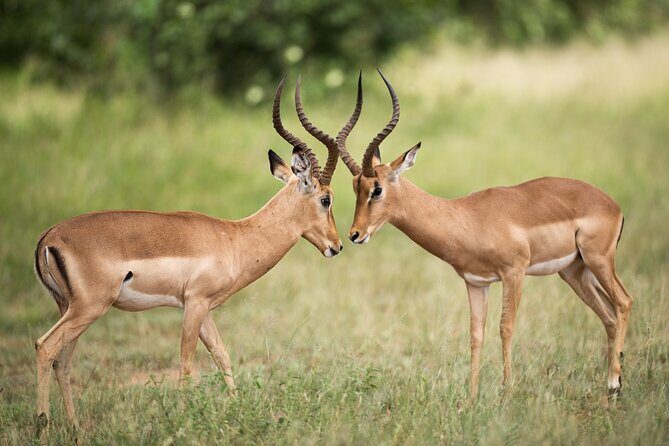 Full Day Big 5 Game Safari in Kruger National Park from Hazyview - What Sets This Tour Apart?