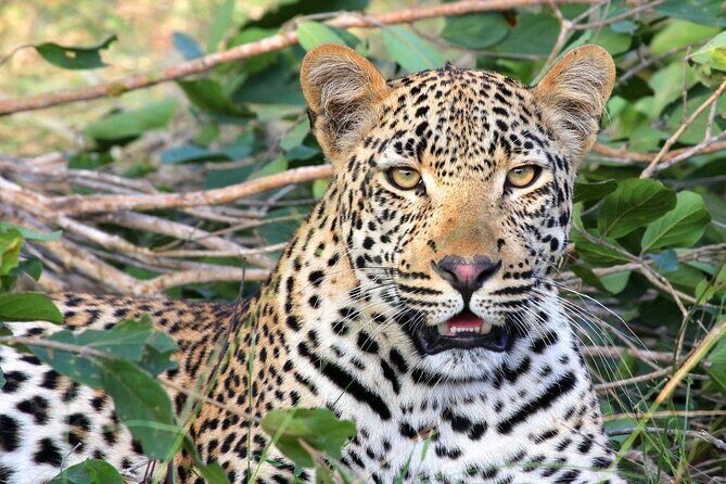 Full-Day BIG 7 Addo Elephant Park & Marine - Transportation and Group Size
