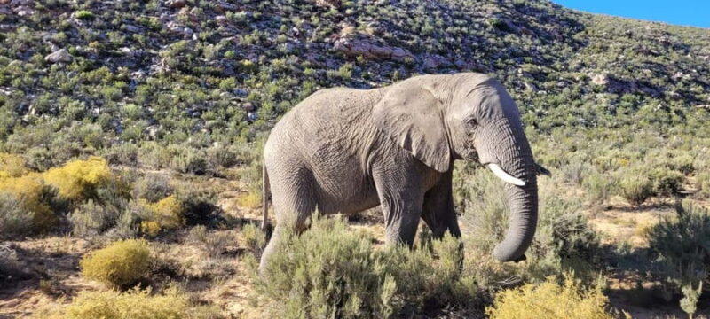 Full day big five safari tour from Cape Town with transfers - The Experience from Real Travelers