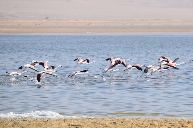 Full-Day Bird Watching Private Experience at Fayoum - Exploring the Full-Day Bird Watching Private Experience at Fayoum
