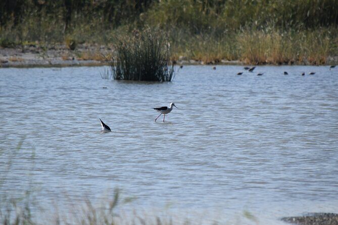 Full-Day Bird Watching Private Experience at Fayoum - A Closer Look at the Experience