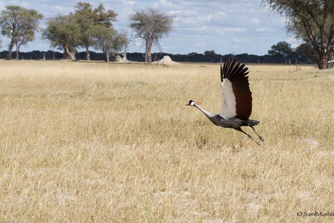 Full Day Birding Zambezi National Park Includes Picnic Lunch - A Detailed Look at the Itinerary
