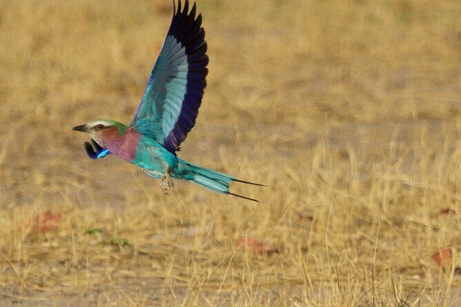 Full Day Birding Zambezi National Park Includes Picnic Lunch - Final Thoughts on Who This Tour Is For