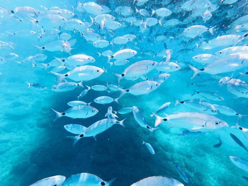 Full-Day Boat Trip, Cave Swim, lunch & Drinks - Medulin/Ceja - Real Travelers’ Thoughts
