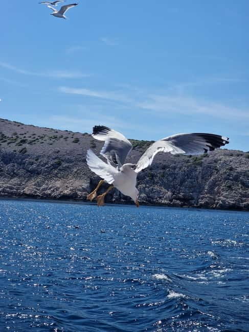Full day boat-trip Medulin, blue Cave, Cres + dolphin search - An Overview of the Experience