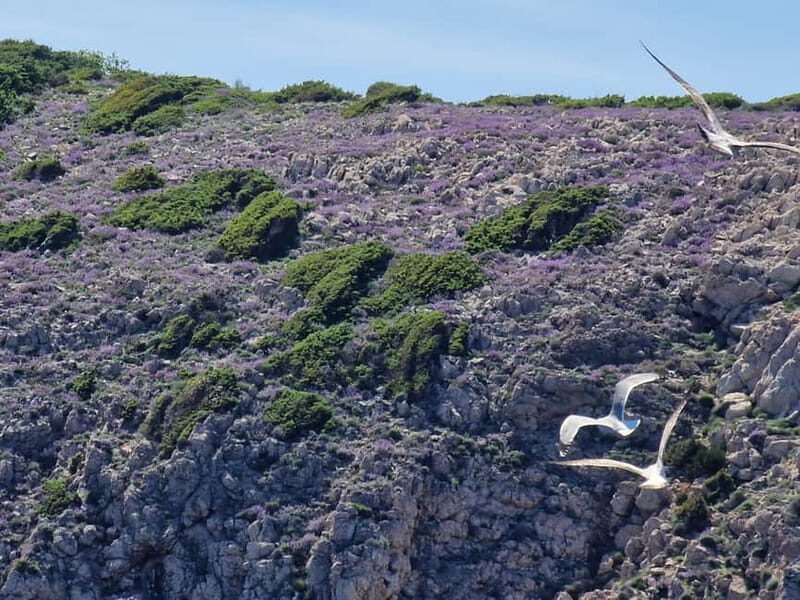Full day boat-trip Medulin, blue Cave, Cres + dolphin search - What Makes This Tour Stand Out?