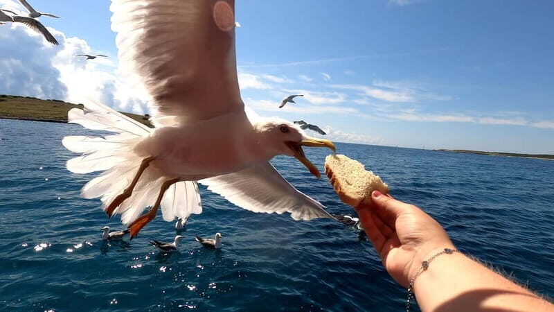 Full day boat-trip Medulin, blue Cave, Cres + dolphin search - Practical Details & Tips