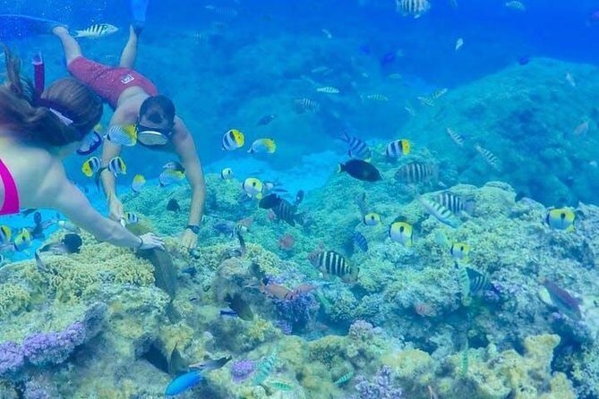 Full-Day Bora Bora Lagoon Cruise Including Snorkeling with Sharks and Stingrays - The Itinerary in Detail