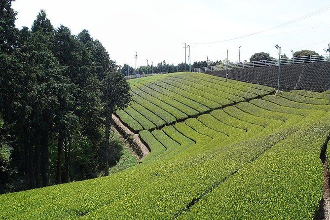 Full-day Cameron Highlands & Batu Caves Tour from Kuala Lumpur - Exploring the Full-day Cameron Highlands & Batu Caves Tour from Kuala Lumpur