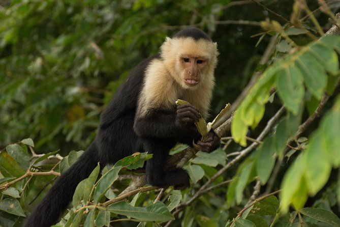 full-day-cano-negro-wildlife-refuge-boat-tour