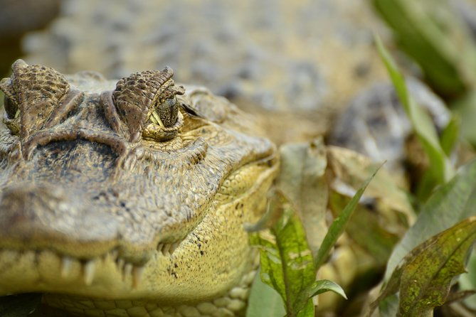 full-day-cano-negro-wildlife-refuge-boat-tour