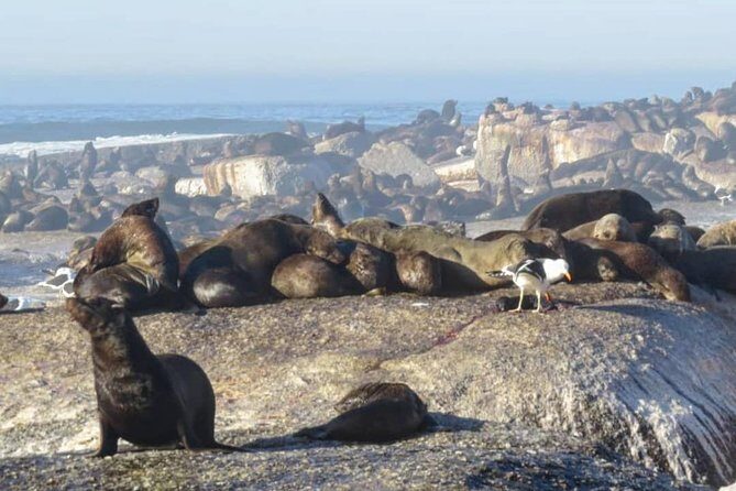 FULL Day Cape of Good Hope and Boulders Penguin Colony - Note: 