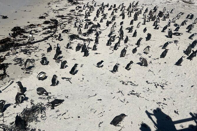 Full-Day Cape of Good Hope and Table Mountain with Penguins Tour - Practical Details & Value Analysis