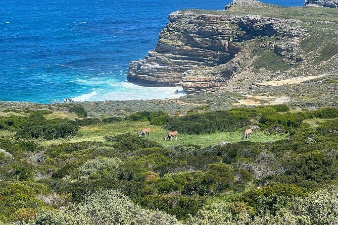 Full-Day Cape of Good Hope and Table Mountain with Penguins Tour - The Sum Up