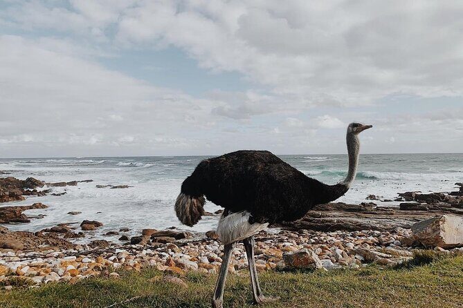 Full Day Cape of Good Hope-Cape Point Group Tour from Cape Town - An In-Depth Look at the Itinerary