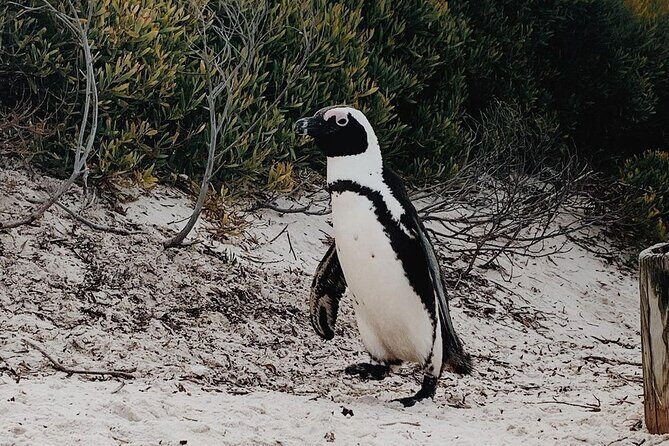 Full Day Cape of Good Hope-Cape Point Group Tour from Cape Town - FAQs