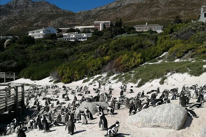 Full Day Cape Peninsula, Cape Point Tour - Who Should Consider This Tour?