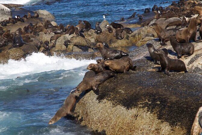 Full Day Cape Peninsula Tour - FAQ