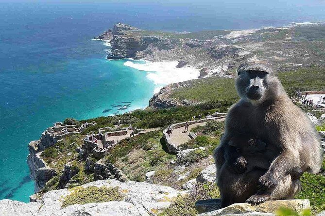 Full Day Cape Peninsula Tour in Private Car - The Itinerary – What You Can Expect