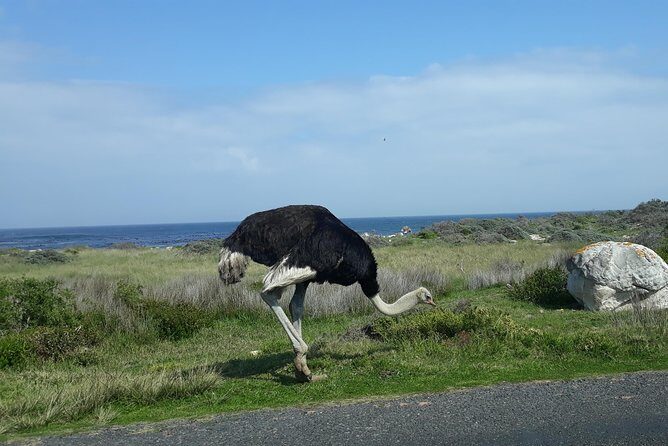 Full Day Cape Peninsula Tour in Private Car - Who’s This Tour Best For?  