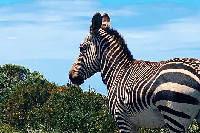 Full Day Cape Peninsula Tour in Private Car - Frequently Asked Questions  