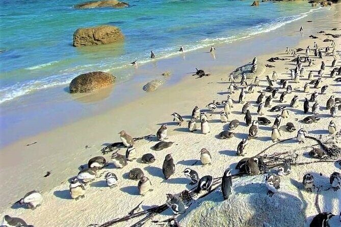 Full Day Cape Peninsula tour in private car - Key Points