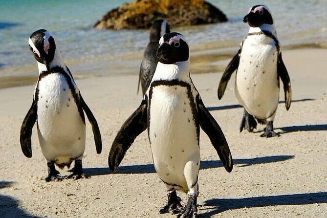 Full Day Cape Peninsula tour in private car - FAQ