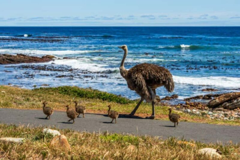 Full-Day Cape Peninsula Tour, Private Guide Penguins viewing - Introduction: Why This Tour Stands Out
