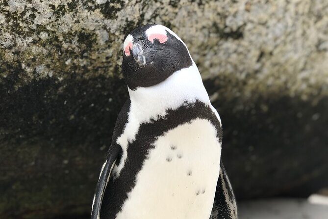 FULL Day Cape Point and Boulders Penguin Colony - Key Points