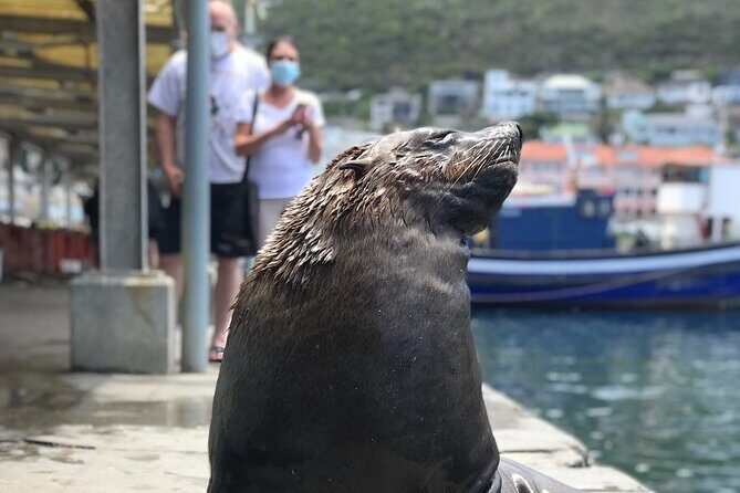 FULL Day Cape Point and Boulders Penguin Colony - FAQ