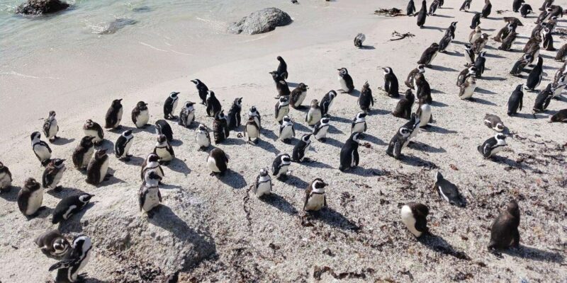 Full Day - Cape Point and Penguins Plus Table Mountain - Key Points