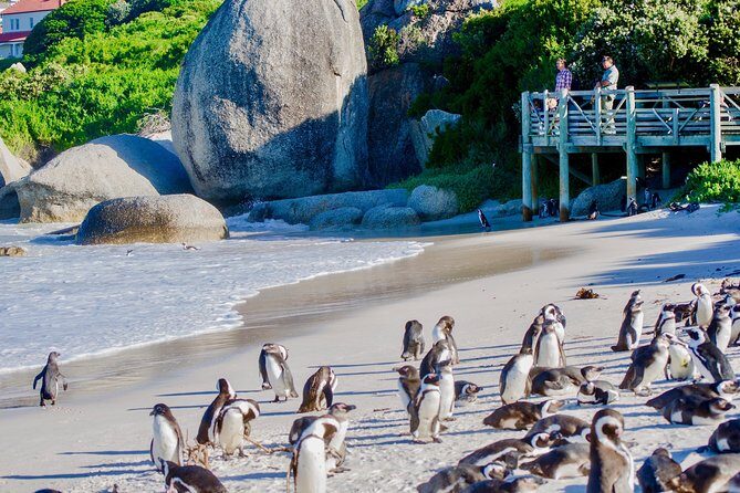 Full Day Cape Point Sightseeing Tour - FAQs