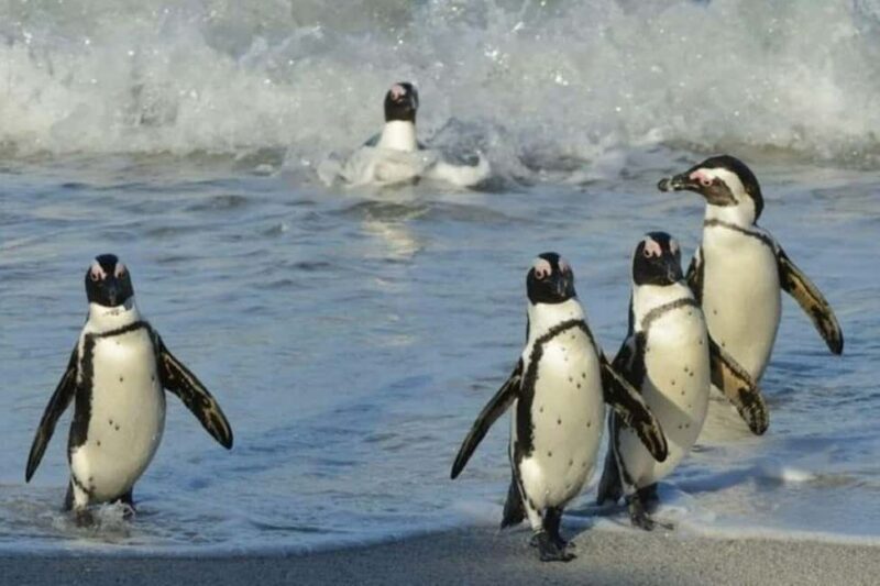 Full Day Cape Town: Cape of Good Hope & Penguins tour - Key Points
