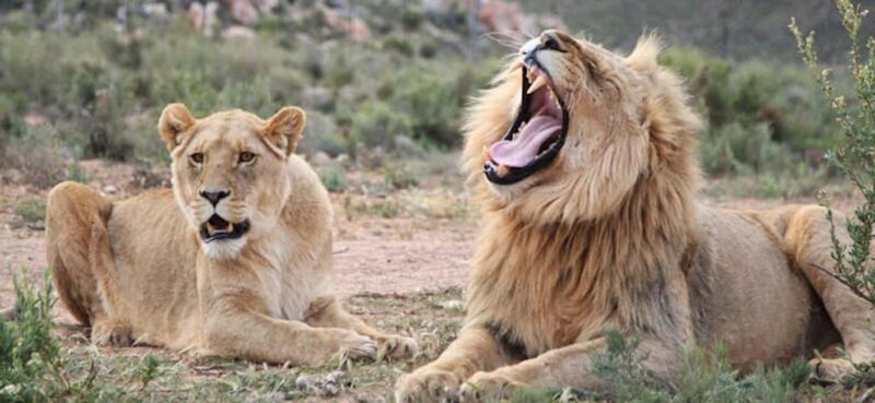 Full Day Cape Town Safari - Key Points