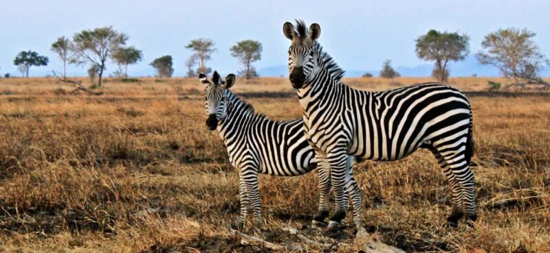 Full Day Cape Town Safari - A Deep Dive into the Full Day Safari Experience