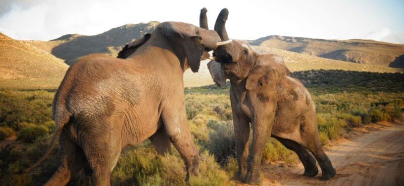 Full Day Cape Town Safari - The Authenticity Question: What Do You Really Get?