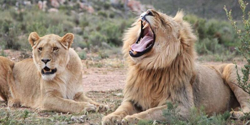 Full Day Cape Town Safari - Frequently Asked Questions