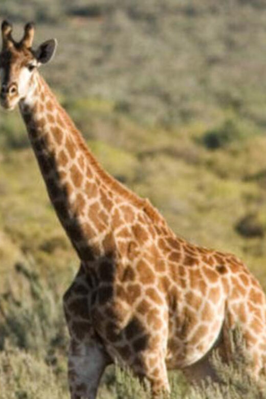 Full Day Cape Town Safari - Final Thoughts