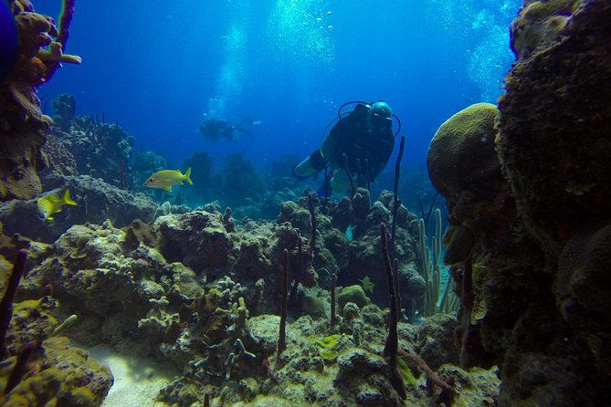 full-day-catalina-island-scuba-diving-tour-from-la-romana