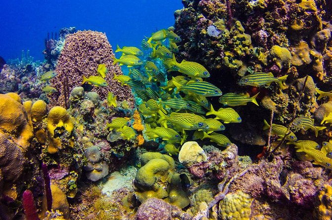 full-day-catalina-island-scuba-diving-tour-from-punta-cana