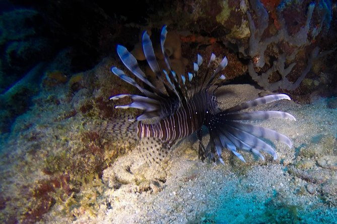 full-day-catalina-island-scuba-diving-tour-from-punta-cana