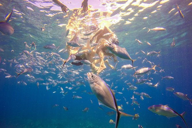 full-day-catalina-island-snorkeling-tour-from-la-romana