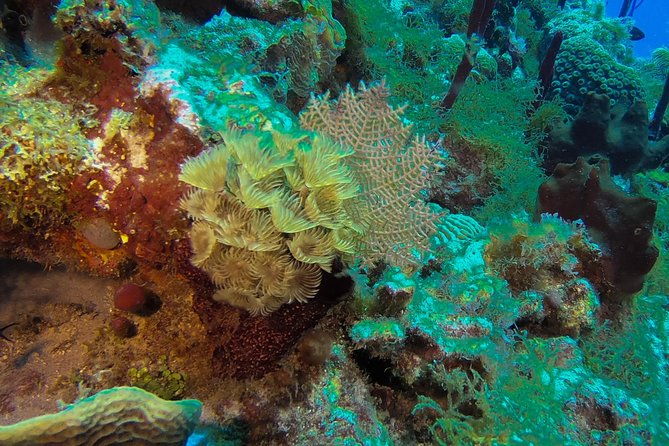 full-day-catalina-island-snorkeling-tour-from-la-romana