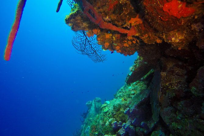 full-day-catalina-island-snorkeling-tour-from-punta-cana