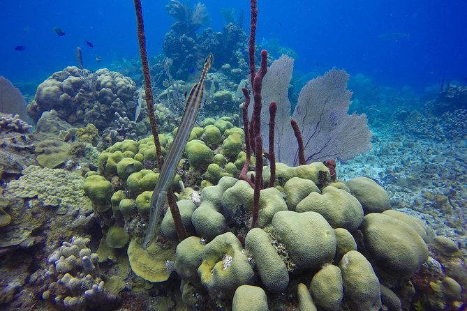 full-day-catalina-island-snorkeling-tour-from-punta-cana