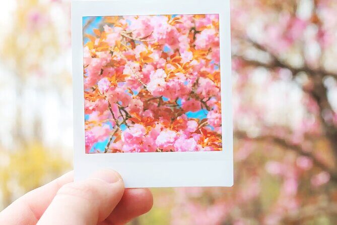 Full Day Cherry Blossom Hunting Tour from Seoul - The Sum Up: Who Is This Tour Best For?