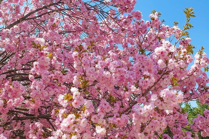 Full Day Cherry Blossom Hunting Tour from Seoul - FAQ