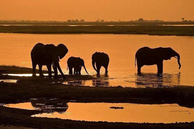 Full Day Chobe National Park Big 5 Safari - What to Expect from the Full Day Chobe Safari